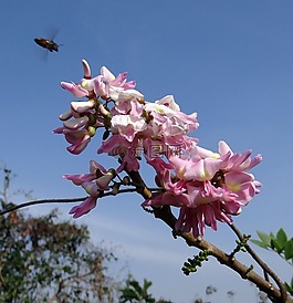 墨西哥丁香,花,藍(lán)色的天空