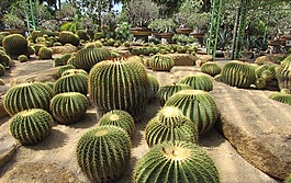 仙人掌,公園,自然