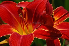 百合,花,紅色