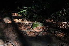 森林,森林路徑,樹木