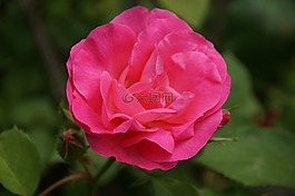 玫瑰,花,橙