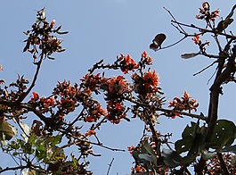 野花,butea monosperma,森林里的火焰