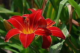 百合,花,紅色