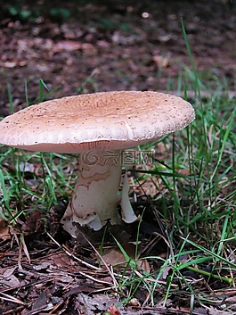 蘑菇,森林,秋季