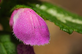 迷你,開花,宏