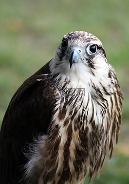 鷹,鳥,猛禽