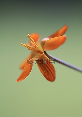 花,雄蕊,自然