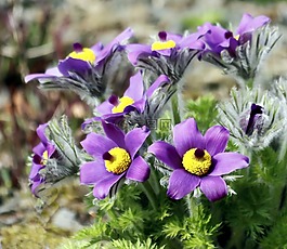 花,紫色,自然