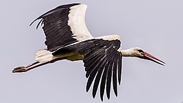 鳥(niǎo),鸛,性質(zhì)