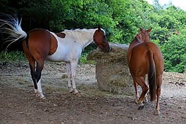 馬,兩匹馬,結(jié)構(gòu)