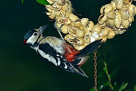 大斑啄木鳥(niǎo),鳥(niǎo),野生動(dòng)物
