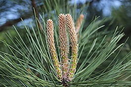 松,針,植物