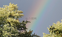 彩虹,树,自然