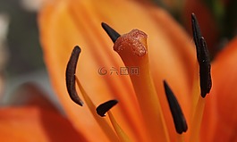 開花,橙,花