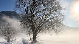 冬天,雪,樹