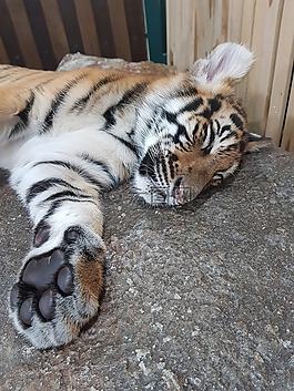 動物,貓,野生動物