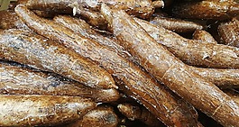 yuca,木薯,蔬菜