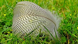 春天,鳥(niǎo),性質(zhì)