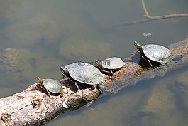 海龜,動物,自然