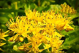 花,開花,性質(zhì)
