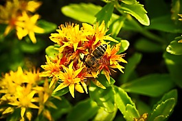 花,開花,性質(zhì)