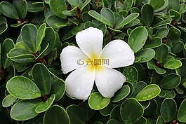 花,姜黄色百合花,下降