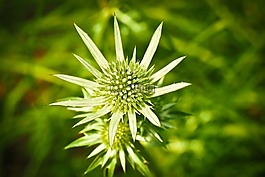 薊,廠,性質(zhì)