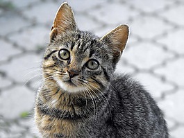 貓,tomcat的,動(dòng)物