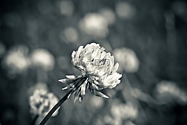 花,性質(zhì),春天