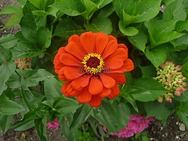 花,開花,廠