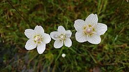 花,野花,草的詩壇