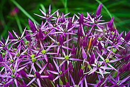 觀賞蔥,花,開(kāi)花