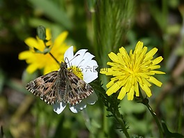 carcharodus alceae,蝴蝶,雛菊