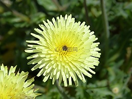 花,黃色花,詳細