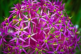 觀賞蔥,花,開(kāi)花