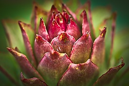 houseleek,廠,普通的房子姜黃