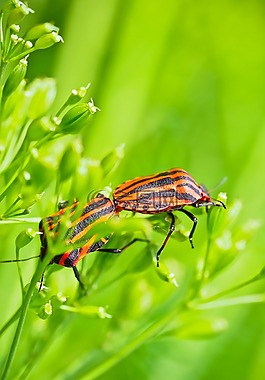 silphidae,昆蟲,甲蟲