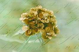背景图像,花,浪漫