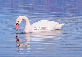 天鵝,的水體,鳥