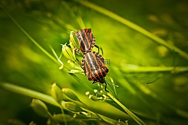 silphidae,昆蟲,甲蟲