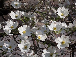 山茱萸樹,潔白的花朵,山茱萸