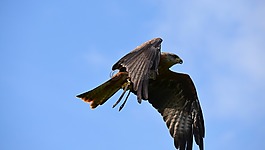 鳥,野生動(dòng)物,自然