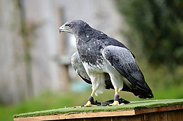 鳥,野生動物,自然