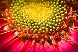 菊花,花,宏