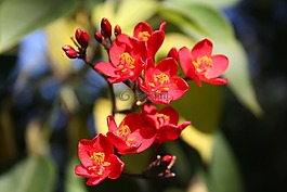 鮮花,紅色,花園