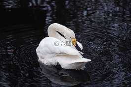 天鵝,美容,鳥