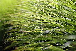 草,幻想,植被