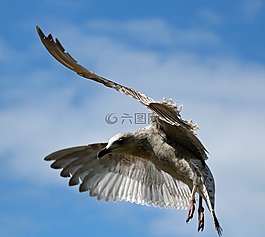 海鷗,飛行,鳥