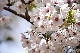 鮮花,春天的花朵,櫻桃花
