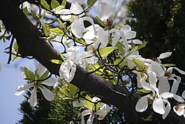 鮮花,春天的花朵,植物